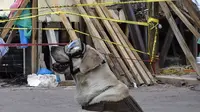 Seekor anjing penyelamat milik Angkatan Laut Meksiko, Frida saat mencari korban yang tertimbun reruntuhan bangunan pasca-gempa 7,1 Skala Ritcher (SR) yang menghantam Meksiko di sekolah Rebsamen di Mexico City (22/9). (AFP Photo/Omar Torres)