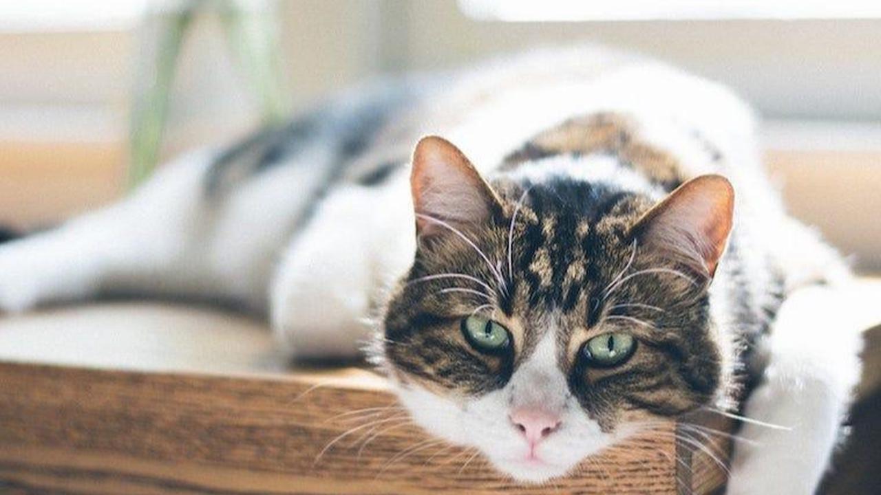 Ilustrasi Kucing Moggy