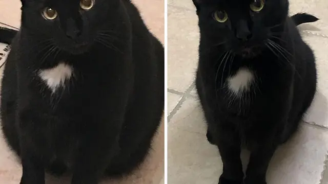 8 Potret Keren Transformasi Kucing Obesitas jadi Kurus