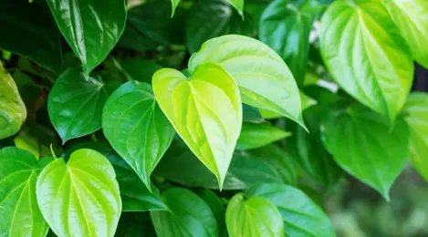 Keuntungan Daun Sirih Untuk Kecantikan Wajah Beauty Fimela 