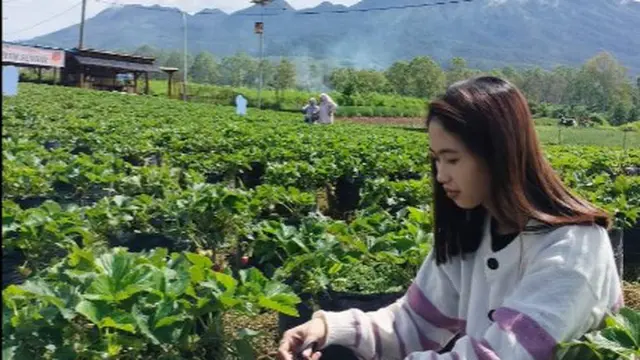 Wisata Petik Stroberi Kebundesa (Yeni) (Google Maps -  Sindi Cuplin)