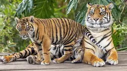 Gambar yang dirilis pada 29 Juli 2019 menunjukkan harimau Sumatera, Kartika dengan satu dari tiga anaknya yang berumur tujuh bulan, di Kebun Binatang Taronga, Sydney. Kerusakan habitat dan perburuan merupakan alasan utama langkanya harimau Sumatera ini. (RICK STEVENS/ARONGA ZOO/AFP)