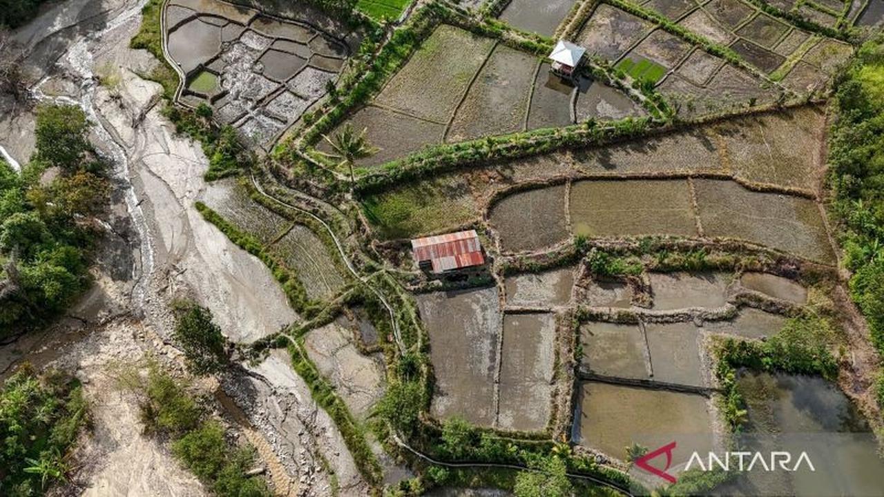 Strategi Pemulihan Sawah Terdampak Bencana: Pentingnya Alternatif Pendapatan Petani