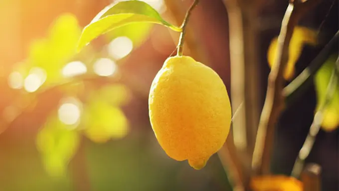 copyright by shutterstock.com