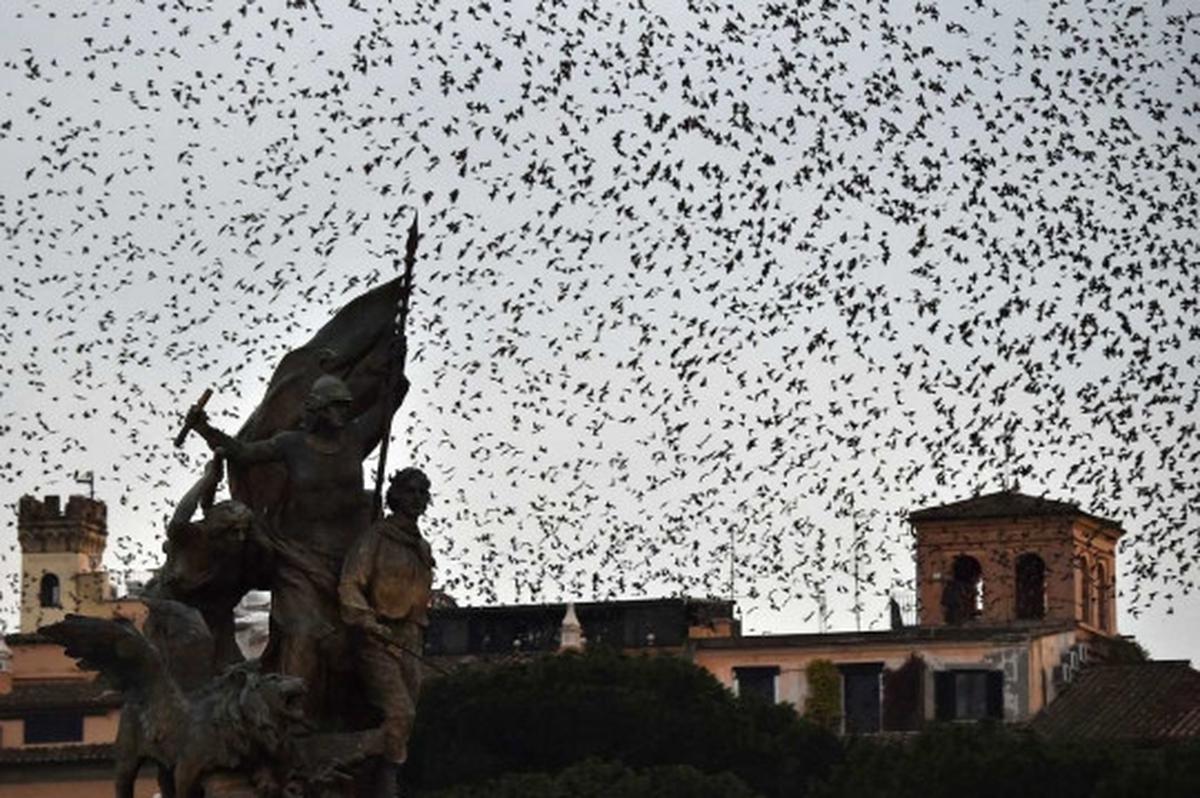 Fenomena jutaan burung jalak bermigrasi lintasi langit Eropa