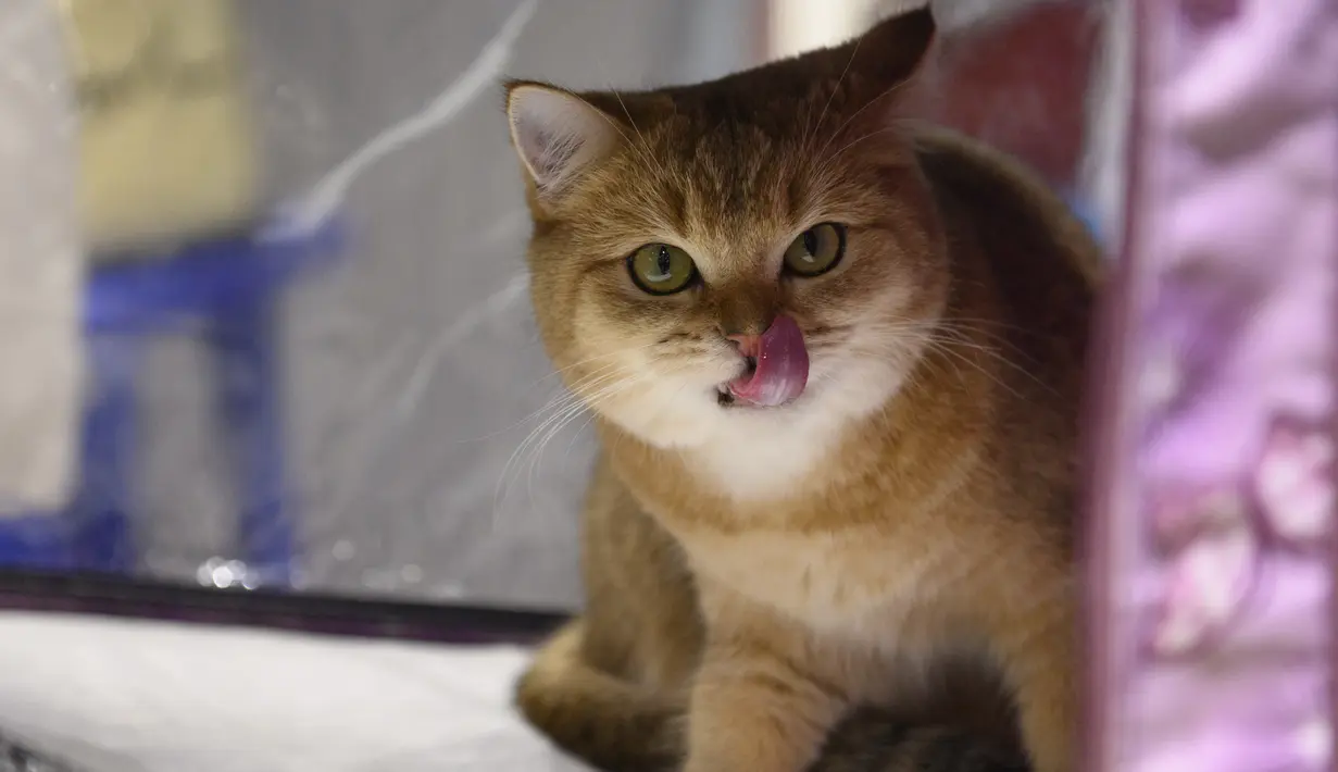 Seekor kucing British Gold Chinchilla, selama International Cat Show di Sochi, Rusia, Sabtu (29/1/2022). Sekitar seratus kucing berkompetisi dalam kompetisi internasional yang diadakan di resor Laut Hitam Sochi. (AP Photo/Ekaterina Lyzlova)