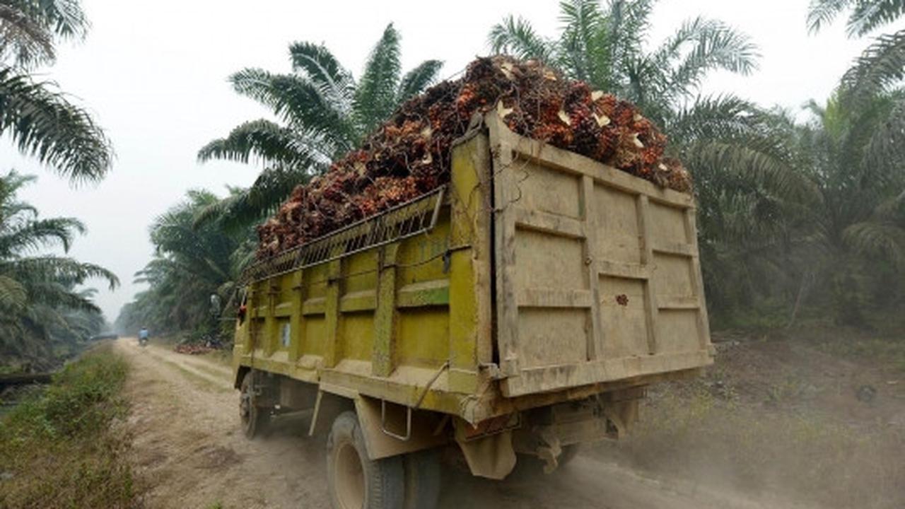 Kisah petani kelapa sawit Riau bekerja di tengah kabut asap