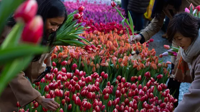 Musim Mekar Bunga Tulip