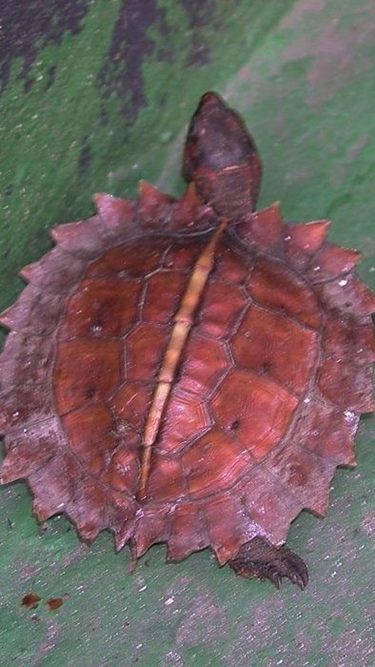 5. Kura-kura Matahari (Heosemys Spinosa)