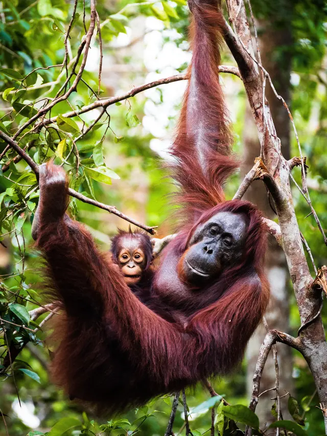 Orangutan