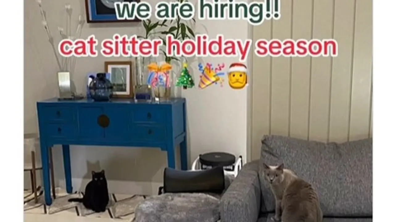 Jasa Cat Sitter Cari Tenaga Lepas untuk Menjaga Kucing Selama Libur Nataru, Apa Saja Persyaratannya?  foto; Instagram @catsitterindonesia