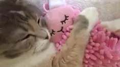 Kucing ini tidur sambil memeluk boneka. Meski sempat terbangun, si kucing seolah tak mau lepas dari boneka yang dipeluknya. 