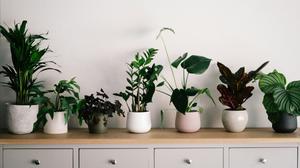 Tanaman Indoor yang Cocok untuk Ruangan Minim Cahaya, Ini 6 Pilihan Terbaik