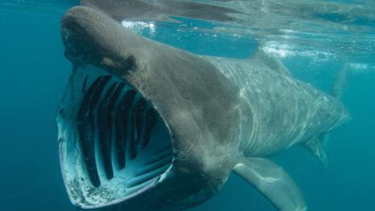 Diduga punah, basking shark terdeteksi radar