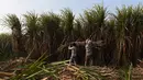 Suasana aktivitas petani di kebun tebu di Modinagar di Ghaziabad, New Delhi, (31/1). Pemerintah India akan fokus pada sektor pertanian dalam anggaran tahunannya yang dirilis pada 1 Februari. (AFP Photo/Prakash Singh)