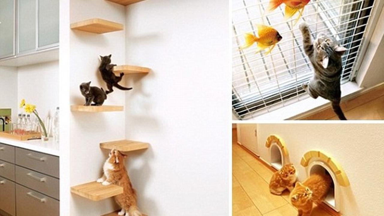 Rumah kucing