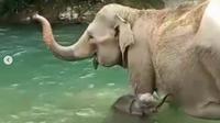 Anak gajah Boni sedang berenang bersama ibunya, Sari. Boni berusia satu bulan (dok.instagram/@tngunungleuser/https://www.instagram.com/p/CL22DhLAHcM/Komarudin)