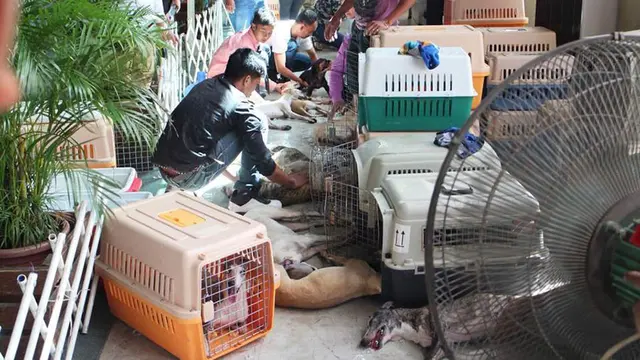 Sedikitnya 30 anjing dilaporkan mati kepanasan karena minibus yang ia bawa minim ventilasi (Facebook/Penny Cham)