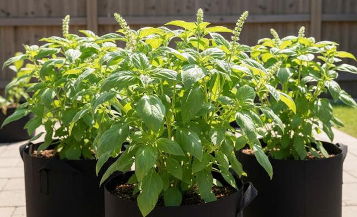 9 Tips Berkebun Kemangi Biar Tumbuh Lebat, Berdaun Lebar, dan Bisa Dipanen Setiap Hari