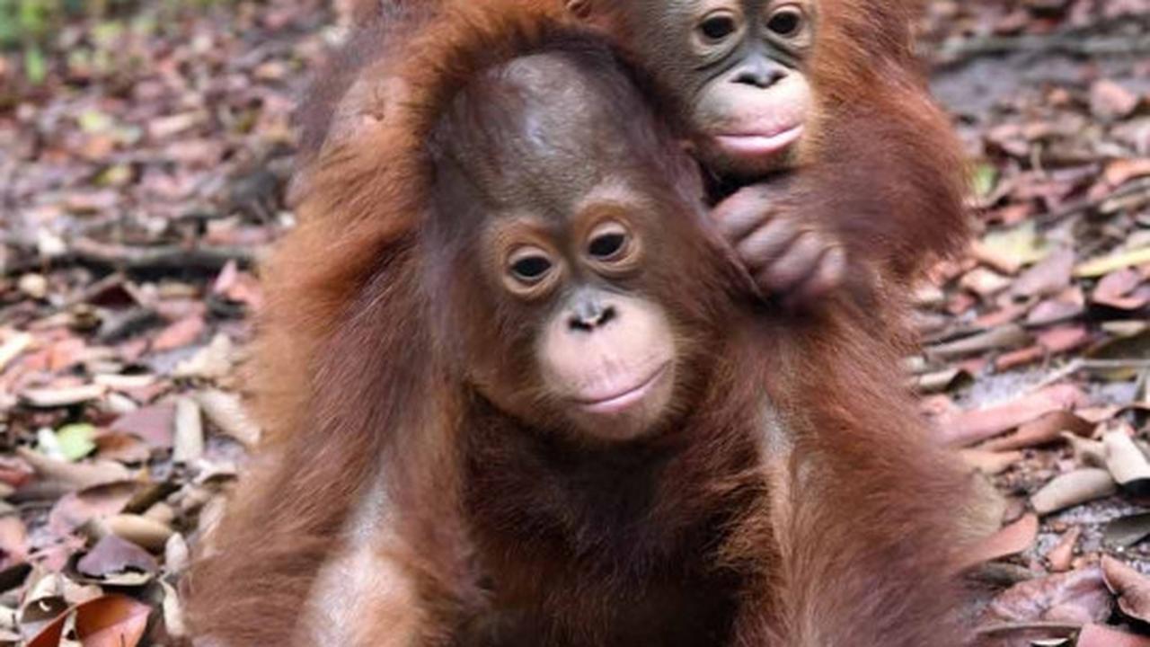 Menengok bayi orang utan selamat dari kebakaran hutan Palangkaraya