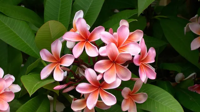 Ilustrasi kamboja jepang