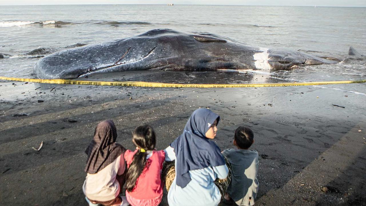 FOTO: Paus Sperma Terdampar Mati di Pantai Melaya Jembrana
