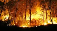 Beberapa peristiwa kebakaran hutan ini disebut sebagai kebakaran hutan terbesar dalam sejarah