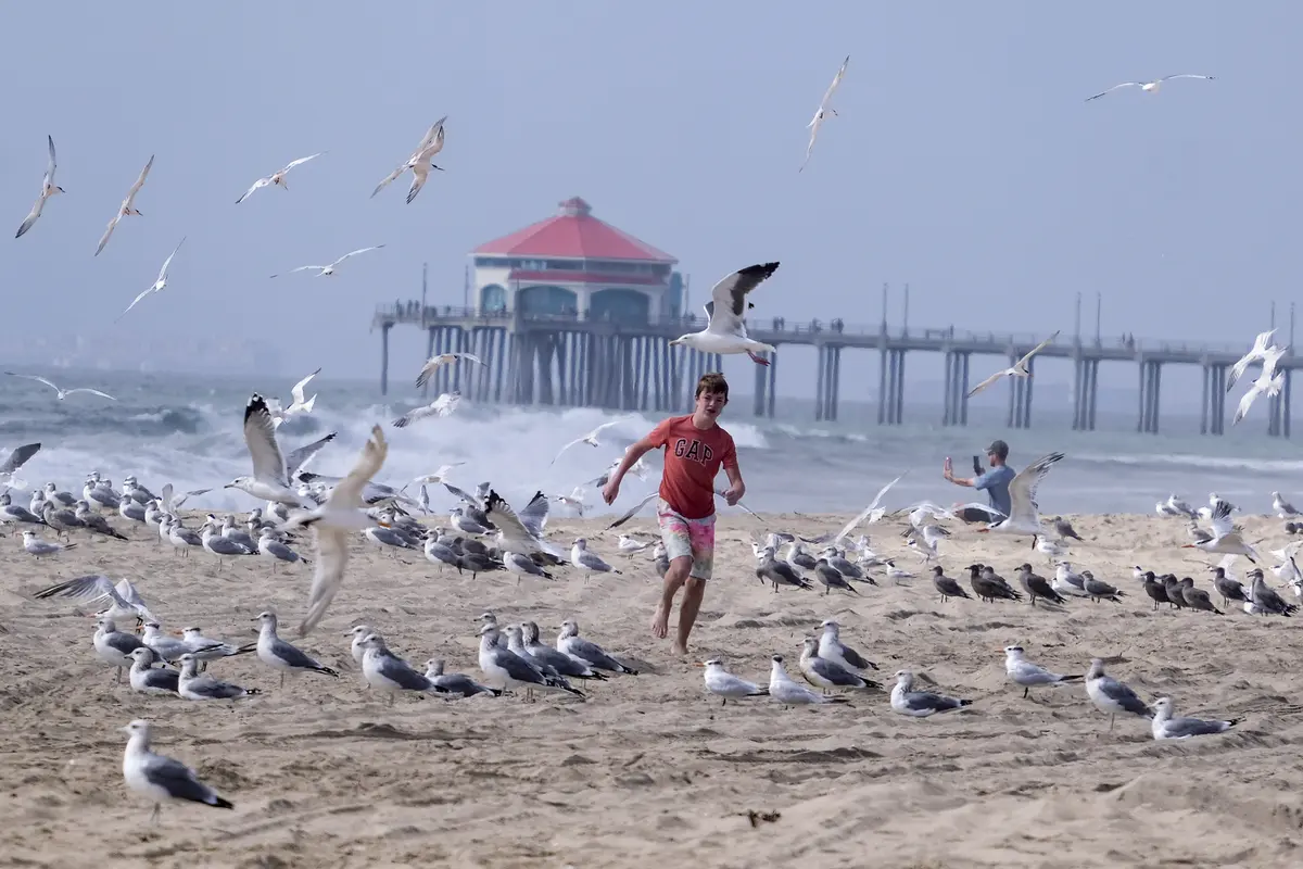 Pantai di California Dibuka Kembali Setelah Tercemar Minyak