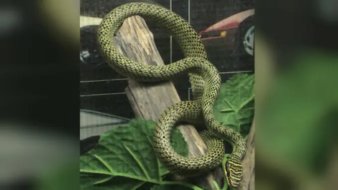 Ular Pohon Emas (Chrysopelea ornata)