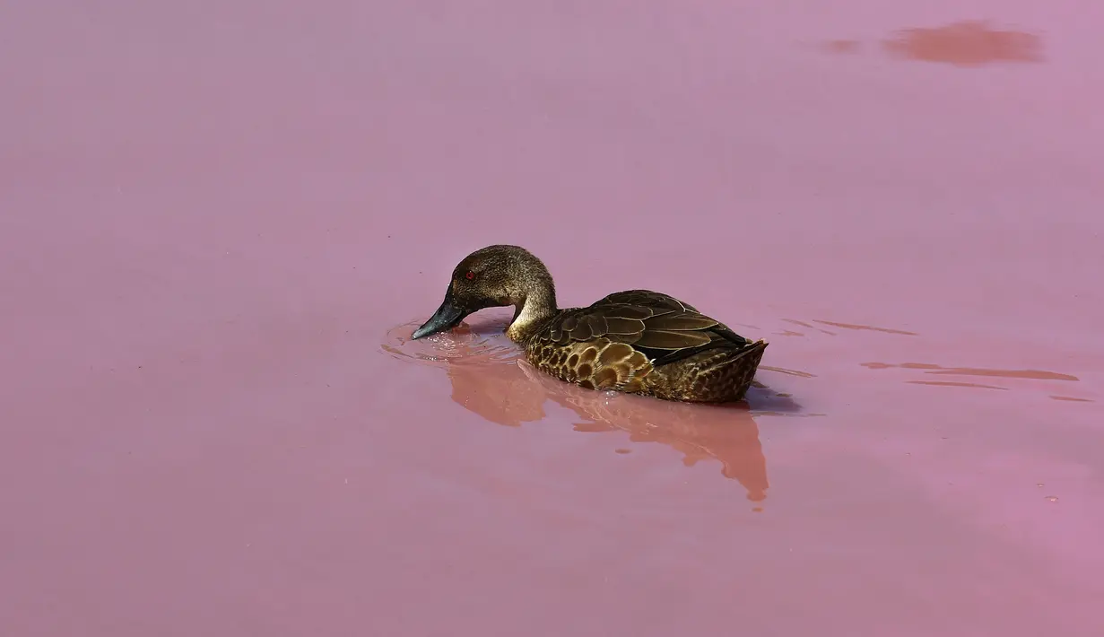 Seekor bebek berenang di danau yang berubah warna menjadi pink di Westgate Park, Melbourne, Australia, Senin (4/3). Westgate Park memiliki alga yang tumbuh di dasar sungai yang membentuk pigmen warna merah atau beta karoten. (William WEST/AFP)