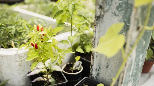 Kebun sayur di teras rumah kecil (Foto: freepik)