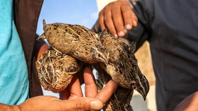 Berburu Burung Puyuh di Jalur Gaza