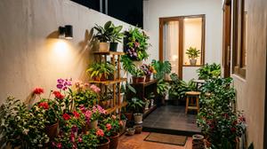 12 Tanaman Bunga yang Bikin Ruangan Lebih Estetik, Pilihan Low-Maintenance dan Awet untuk Pemula