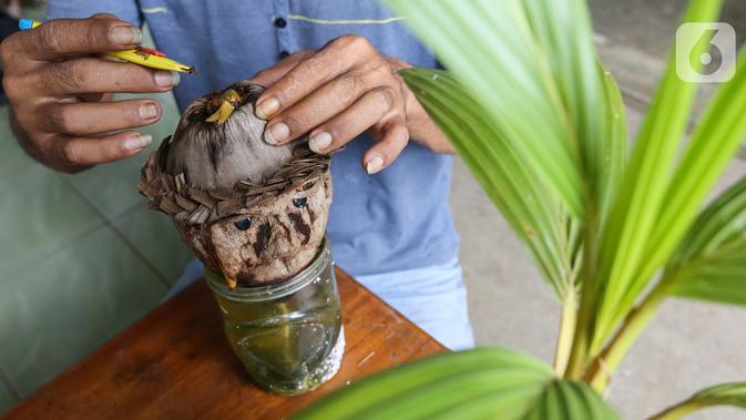 Pengrajin tanaman, Herman Ronda merawat bonsai kelapa di Jalan Salak, Pamulang, Tangerang Selatan, Senin (13/10/2020). Bonsai dari batok kelapa yang digeluti sejak tahun 2017 dijual dengan kisaran harga 200 ribu - 1,5 juta rupiah. (Liputan6.com/Fery Pradolo)