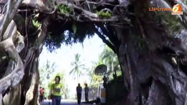 Uniknya Pohon Bunut Bolong di Bali