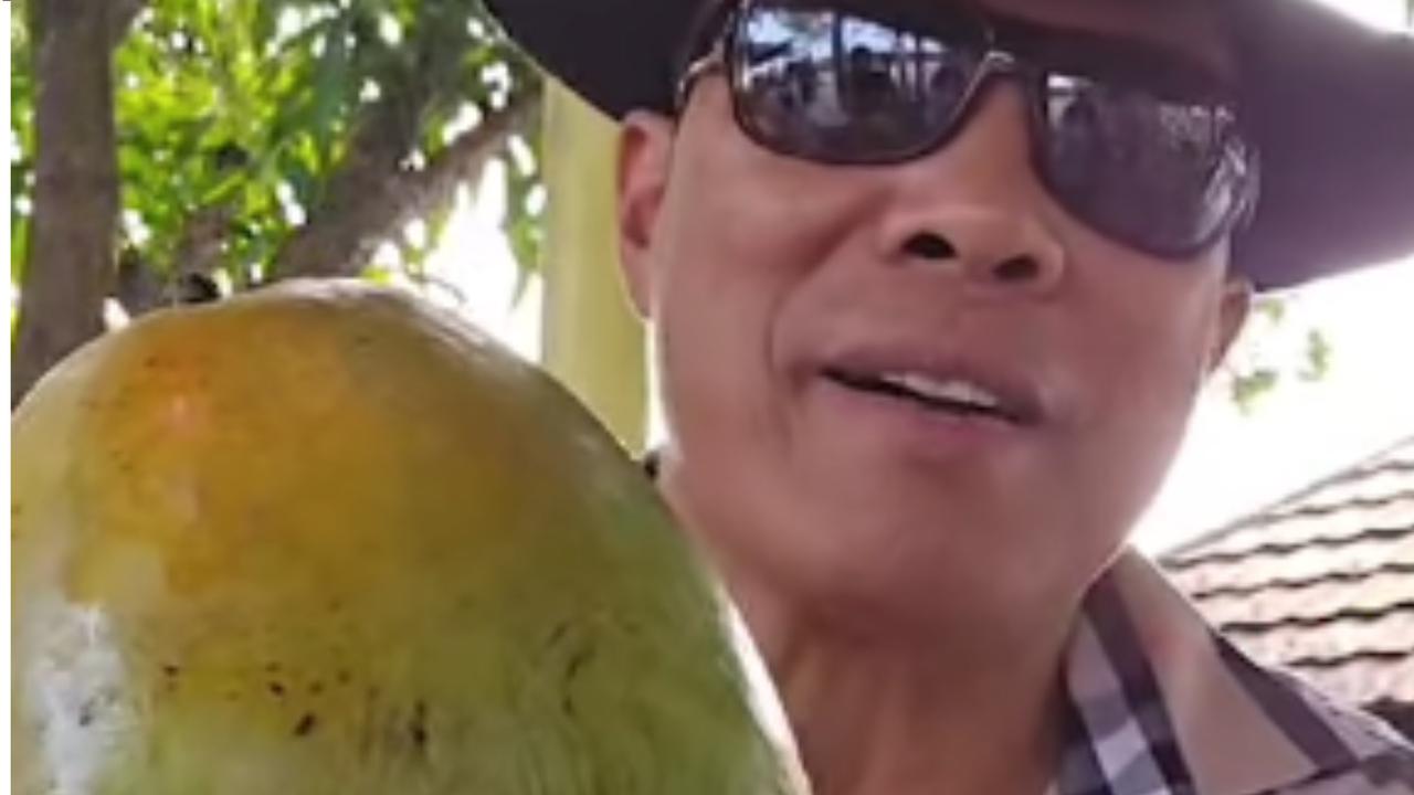Pensiunan Jenderal Bertani Perlihatkan Mangga Sebesar Tiga Kepal Tangan, Manis Berasal dari India
