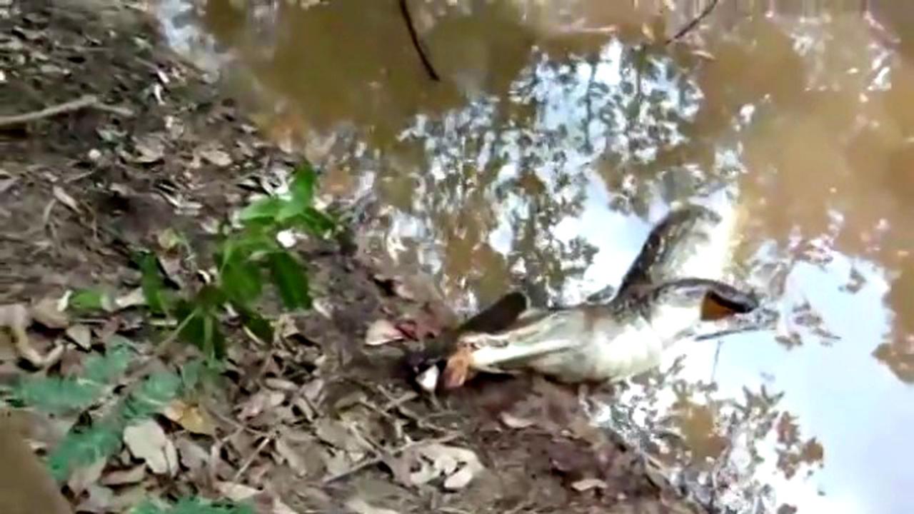 Salah Pilih Mangsa, Buaya Ini Mati Tersengat Aliran Listrik 