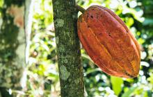 6 Manfaat Buah Kakao untuk Kecantikan, Bantu Cegah Jerawat