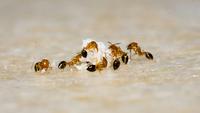 How to Kill Ants: 12 Chemical and Natural Ways to Try