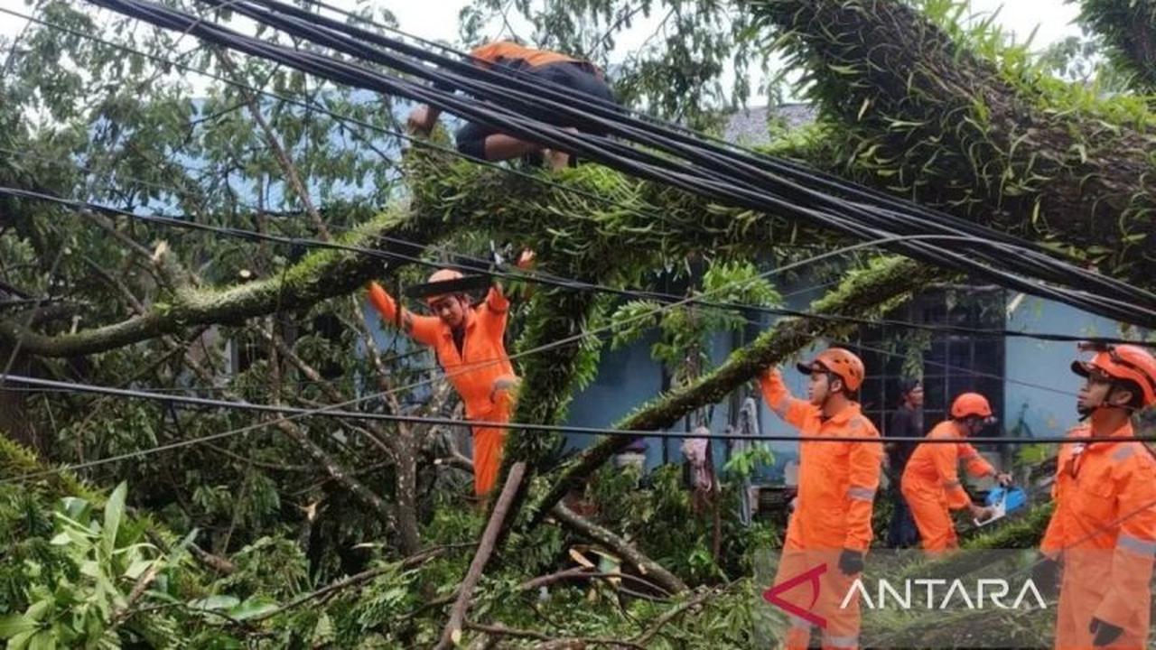 Waspada Potensi Pohon Tumbang Banjarmasin, DLH Ingatkan Bahaya Cuaca Ekstrem