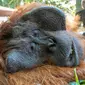 Tim gabungan Wildlife Rescue Unit (WRU) Balai KonservBKSDA Kalimantan Barat, Seksi Konservasi Wilayah (SKW) I Ketapang, dan IAR Indonesia, kembali melakukan translokasi satu individu orangutan jantan dewasa. (Liputan6.com/ Aceng Mukaram)