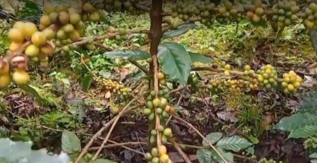 Kopi Langka Jenis Yellow Caturra dan Yellow Bourbon yang Tumbuh Subur di Lereng Gunung Raung Banyuwangi