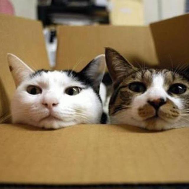 7 Alasan Ilmiah Pelihara Kucing Baik Untuk Anda Health