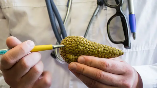 Pankreas Adalah Organ pada Sistem Pencernaan, Ketahui Fungsi dan Letaknya