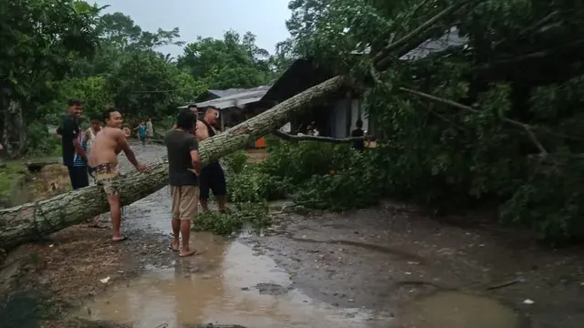 Pohon tumbang