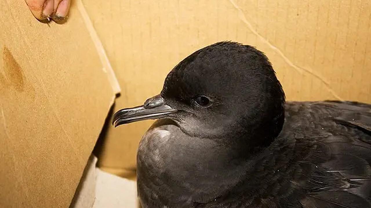 Ilmuwan Syok, Perut Burung Bunyi 'Kemresek' Akibat Makan 778 Potong Plastik