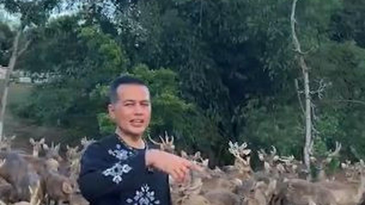 Melihat Penangkaran Rusa Milik Mantan Wagub Tampan, Luas Banget Netizen 'Sultan Sesungguhnya