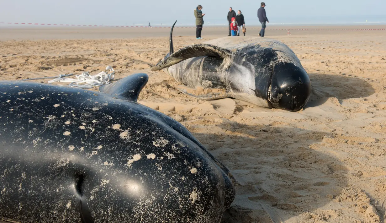 Sejumlah paus pilot ditemukan terdampar di Pantai Calais, Prancis, Senin (2/11). Enam dari sepuluh paus ditemukan sudah mati terdampar di pantai, sedangkan empat ekor paus berhasil diselamatkan petugas dan dikembalikan ke laut. (AFP/ Denis Charlet)