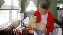 Mary Derr (93) menggendong robot kucing yang dipanggil "Buddy" di rumahnya, South Kingstown di Rhode Island, 1 Desember 2017. Robot kucing ini bisa bergerak, mengeong dan mendengkur seperti kucing hidup pada umumnya. (AP/Stephan Savoia)