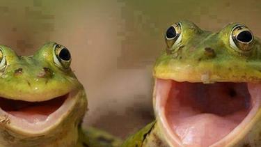 Ekspresi Katak Menggemaskan Yang Bakal Bikin Ngakak Fashion Fimela Com